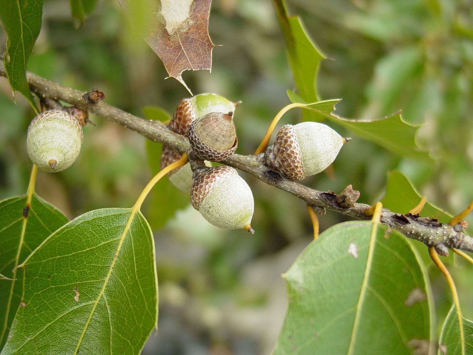 Quercus canbyi